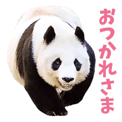 かわいい動物の写真スタンプ 日常会話 Line スタンプ Line Store かわいい動物の写真スタンプ 日常会話 Line スタンプ Line Store