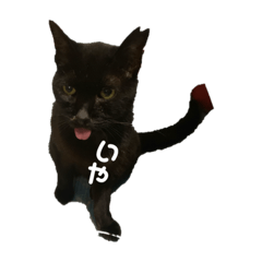 kazumi_20200224192740