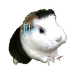 guinea pig1