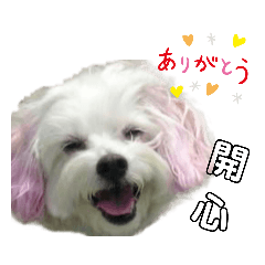 小安家族♡