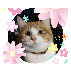 5cats manmaru6