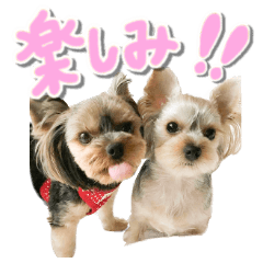 Dogs stickers by tapmama