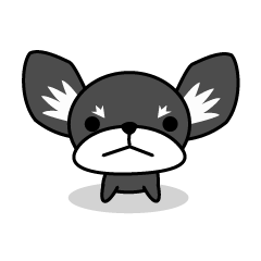 Angry baby chihuahua