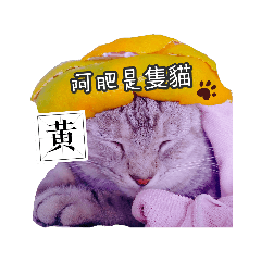 黃阿肥是隻貓 1