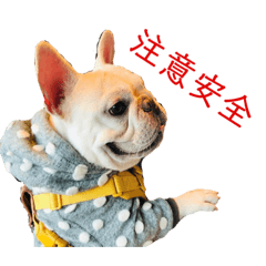 二隻狗二隻貓日常生活