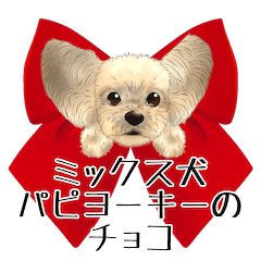 Get Papillon Yorkie Mix Dog Background