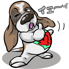 Basset hound 34(dog)