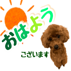 toy poodle-1