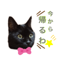 大阪弁with黒猫時々雑種犬