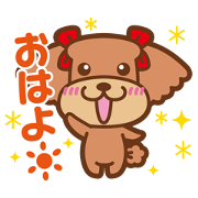 Playful poodle Coo& Choco