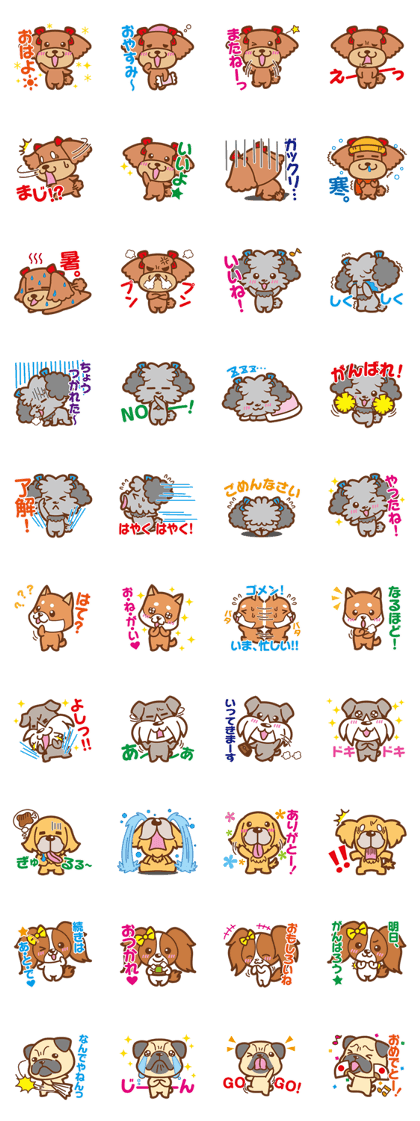 Playful poodle Coo& Choco