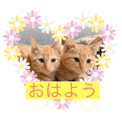 ringo_20200225220044