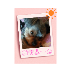 ヨーキーの日常4