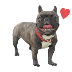 Frenchbulldog-IBU