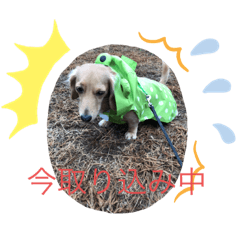 Azuzu_20200226122948