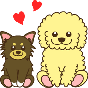 Poodle & Chihuahua2