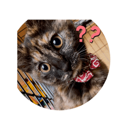 NANAMI_20200226184726