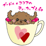 Teacup life of the poodle "cocoa"