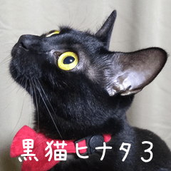 Black cat Hinata 3