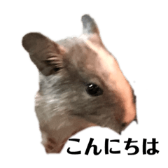 Chisa_20200226200340