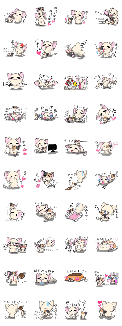 White cat and tortoiseshell cat