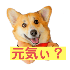 Alice_20200226183535