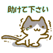 Cat help each other .