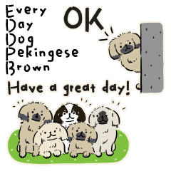 Every Day Dog Pekingese Brown