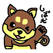 shiba chan dog shiba chan dog