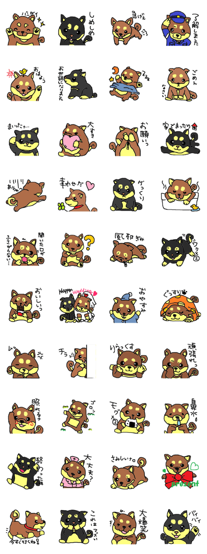 shiba chan dog shiba chan dog