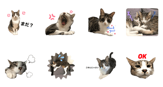 白キジ猫スタンプ Lineクリエイターズスタンプ Stamplist 白キジ猫スタンプ Lineクリエイターズスタンプ Stamplist