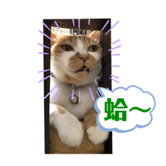 魚蛋是我，我是魚蛋