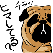 Pug's funny life