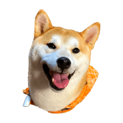 柴犬の健太 Lineクリエイターズスタンプ Stamplist