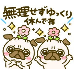 Daisuki PUG chan