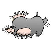 Underground animal is busy