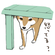 Come here! KOMUGI. Come here! KOMUGI.