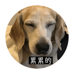 呆呆恩 第一代