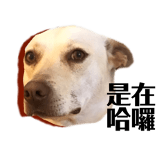 我是米克斯多多