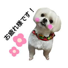 risa_20200227190904