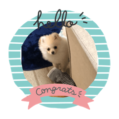 ぷんちノアくん