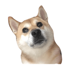 king_20200227221928