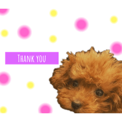 ViVi1009