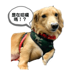 臘腸狗小八的日常