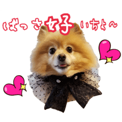 コモモ ヒナ友シリーズ ポメラニアン Line スタンプ Line Store コモモ ヒナ友シリーズ ポメラニアン Line スタンプ Line Store