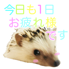 hedgehog harinezumi cute hedgehog.stamp