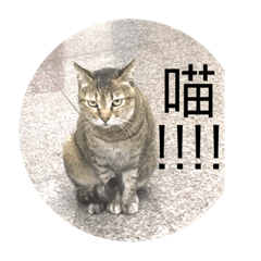 街貓阿好20200301