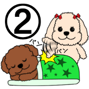 Mogu and Marco of toy poodles 2