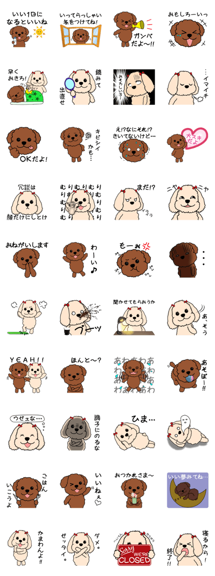 Mogu and Marco of toy poodles 2