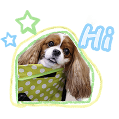 The cavalier story : Happy Daisy